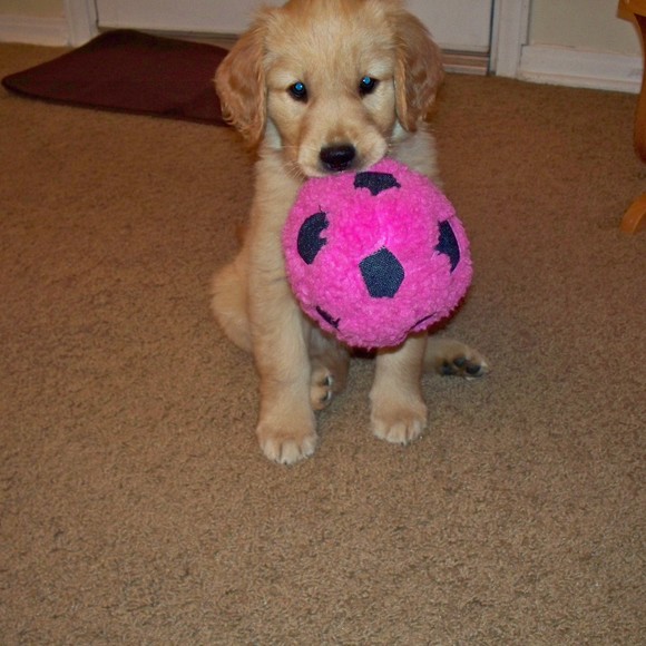 Meet your Posher, Susan - Picture 1 of 1